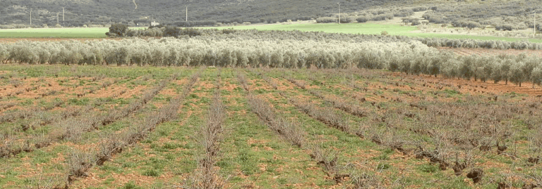 FINCA EN VENTA 24 HAS. VIÑA-OLIVAR-RIEGO EN VALDEPEÑAS CIUDAD REAL