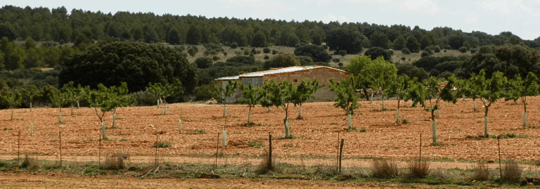 FINCA EN VENTA 295 HAS. LABOR-ALMENDROS-MONTE EN ALBACETE