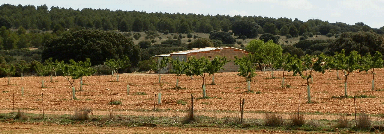 FINCA EN VENTA 295 HAS. LABOR-ALMENDROS-MONTE EN ALBACETE
