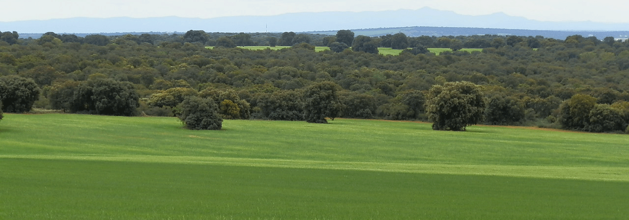 FINCA EN VENTA 760 HAS. LABOR-CAZA MENOR EN ALBACETE