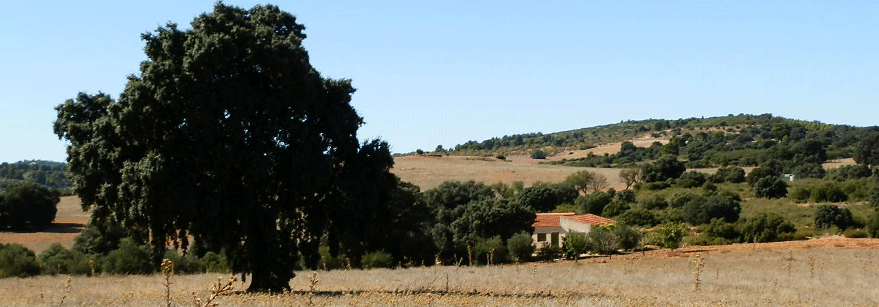 FINCA EN VENTA DE 160 HAS. LABOR MONTE CAZA MENOR EN ALBACETE