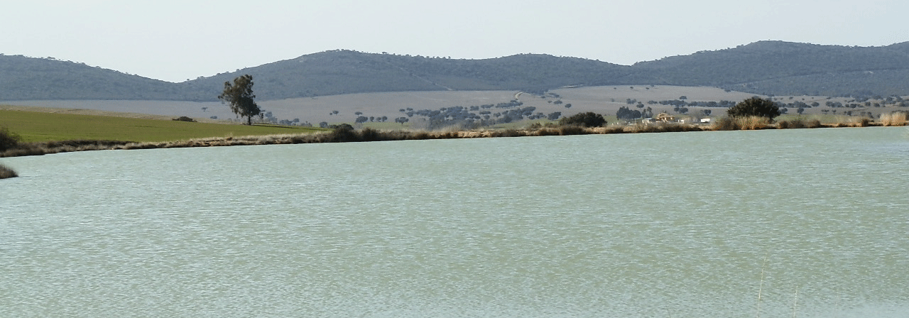FINCA EN VENTA 525 HAS. LABOR CAZA MAYOR EN CIUDAD REAL