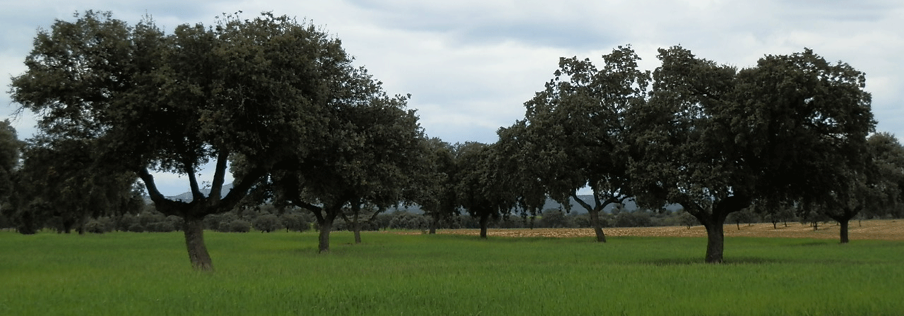FINCA EN VENTA 153 HAS. LABOR-PASTOS EN TOLEDO
