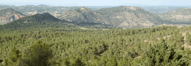 FINCA EN VENTA 628 HAS. ALMENDROS MONTE CAZA MAYOR EN ALBACETE