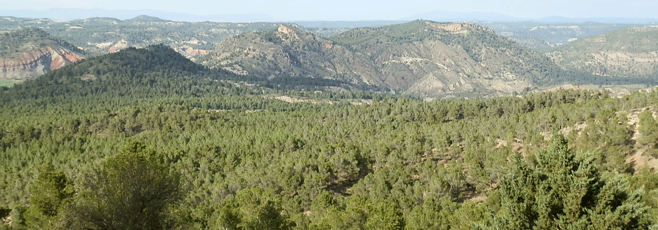 FINCA EN VENTA 628 HAS. ALMENDROS MONTE CAZA MAYOR EN ALBACETE