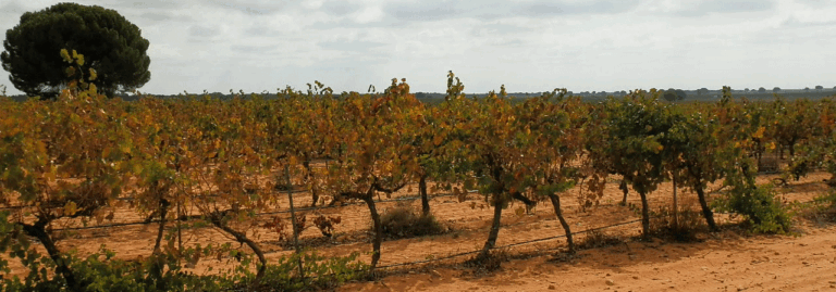 FINCA EN VENTA 42 HAS. VIÑA ESPALDERA RIEGO EN CUENCA