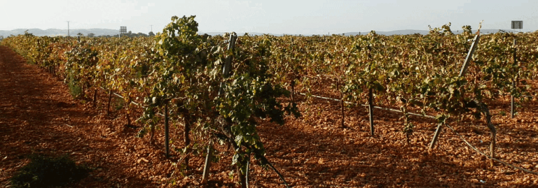 FINCA EN VENTA DE UNAS 115 HA CON VIÑEDO EN CIUDAD REAL