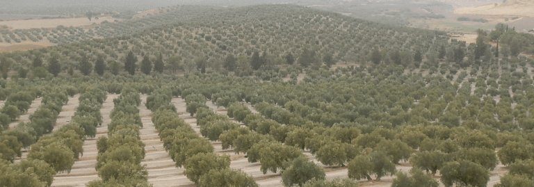 FINCA EN VENTA 100 HAS. OLIVAR REGADÍO EN ANDUJAR