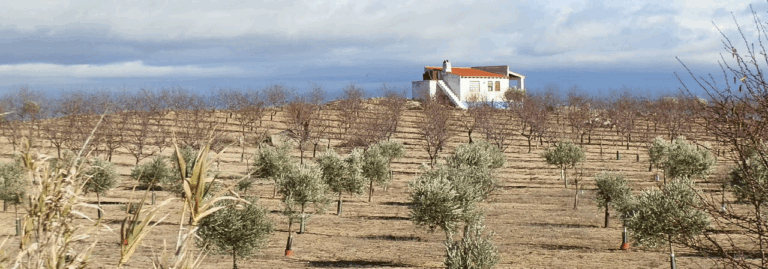 FINCA EN VENTA DE UNAS 11 HA CON OLIVAR, ALMENDROS Y VIÑA EN TOLEDO