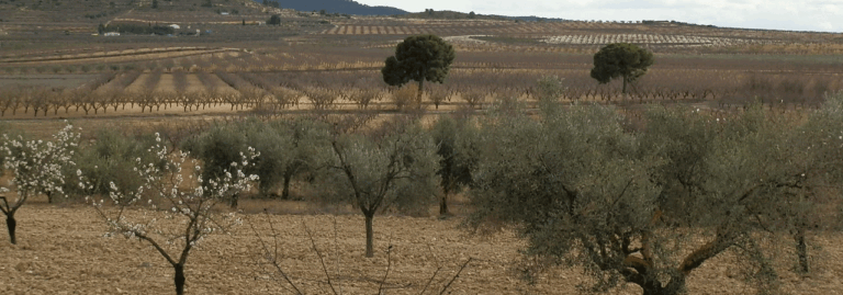 FINCA EN VENTA 48 HAS. ALMENDROS SECANO EN CIEZA