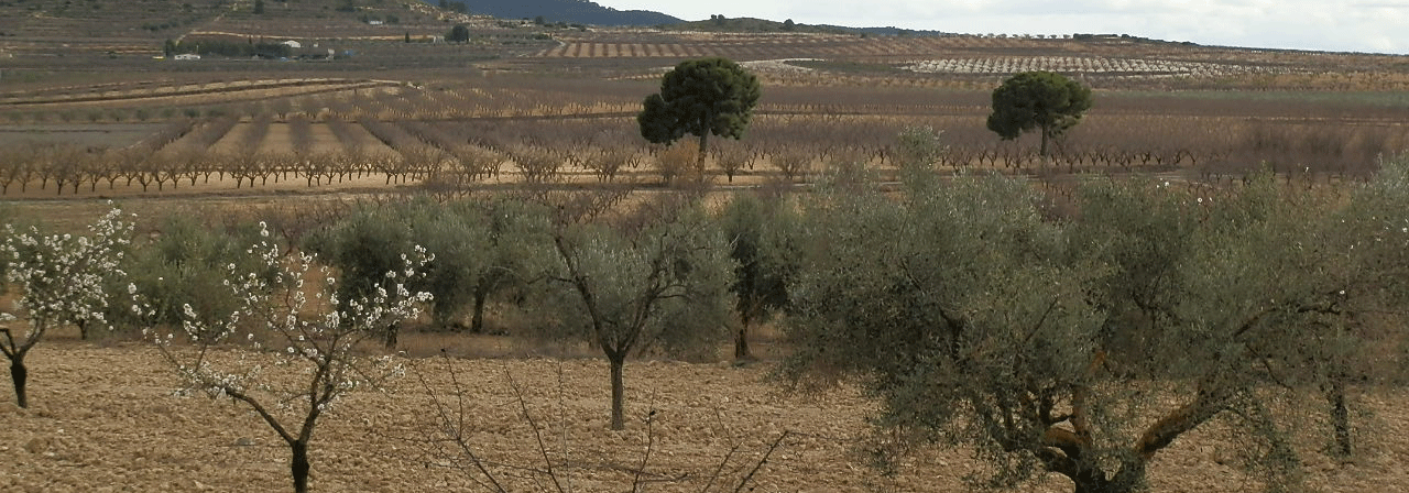 FINCA EN VENTA 48 HAS. ALMENDROS SECANO EN CIEZA