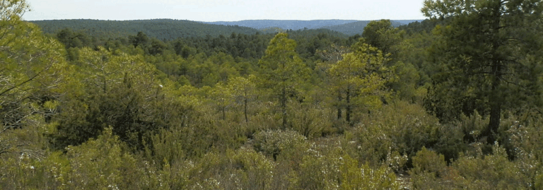FINCA EN VENTA 22 HAS. RECREO PINAR EN CUENCA OPORTUNIDAD