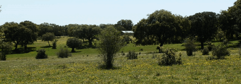 FINCA EN VENTA 92 HAS. GANADERA EN CIUDAD RODRIGO SALAMANCA