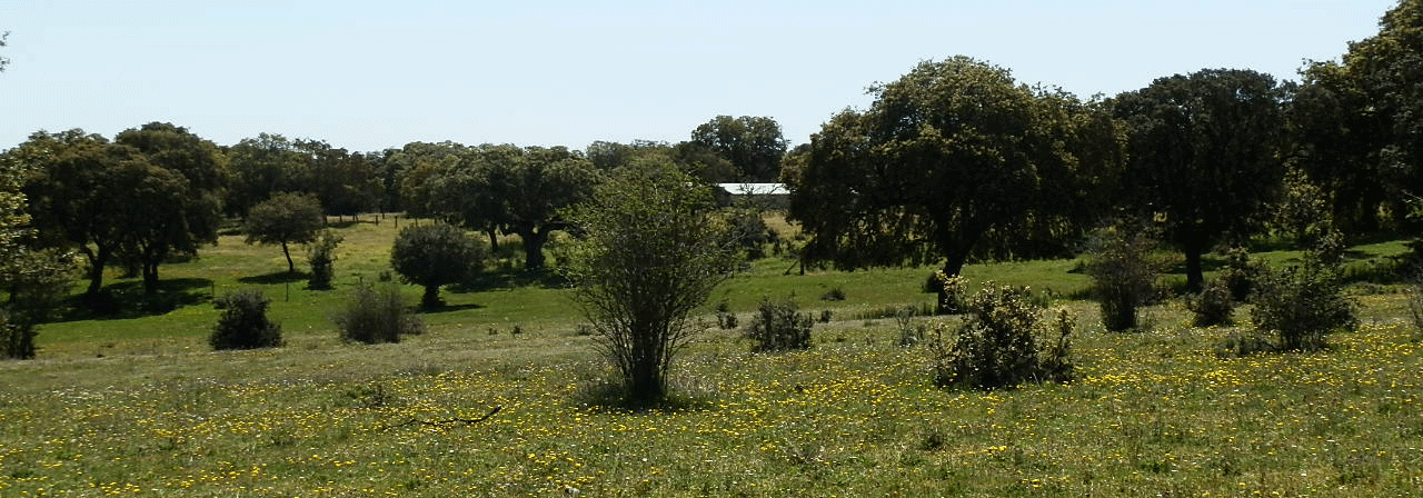 Finca rústica referencia 600