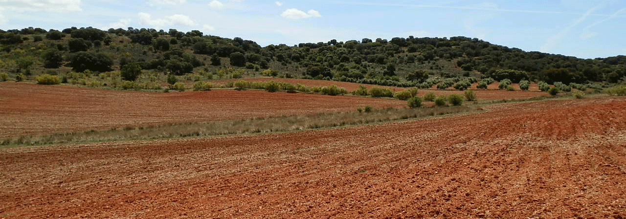 FINCA EN VENTA 526 HAS. LABOR MONTE CAZA EN CIUDAD REAL