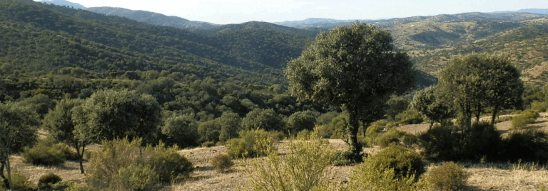 FINCA EN VENTA 611 HAS. CAZA MAYOR EN CIUDAD REAL