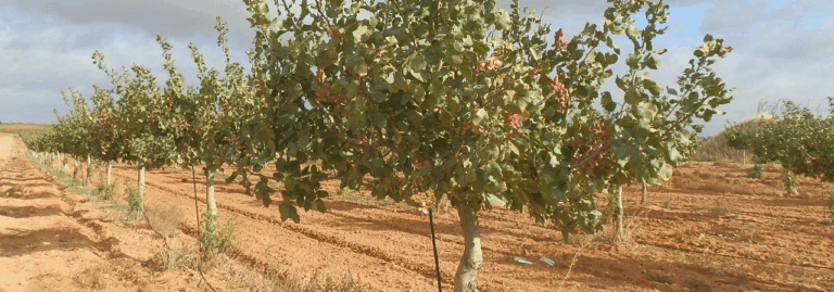 FINCA EN VENTA 22 HAS. PISTACHO-LABOR REGADÍO EN LAS MESAS
