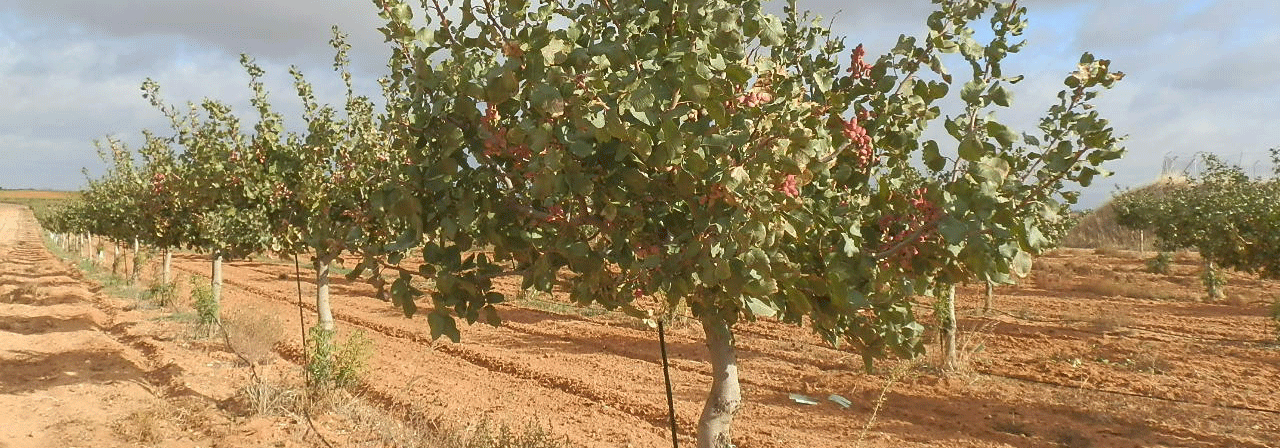 FINCA EN VENTA 22 HAS. PISTACHO-LABOR REGADÍO EN LAS MESAS