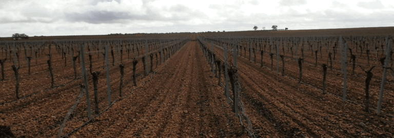 FINCA EN VENTA 22 HAS. VIÑA LABOR REGADÍO EN SOCUELLAMOS