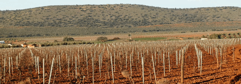 FINCA EN VENTA 56 HA, DE VIÑEDO EN CIUDAD REAL