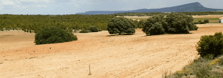 FINCA EN VENTA 203 HAS. LABOR MONTE EN ALBACETE