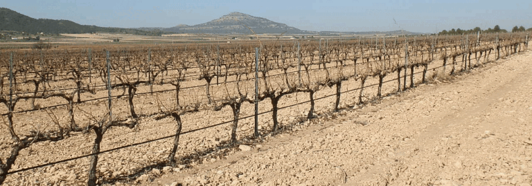 FINCA EN VENTA 13 HAS. VIÑA EN ESPALDERA DE REGADÍO EN YECLA (MURCIA)