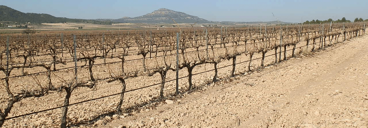 FINCA EN VENTA 13 HAS. VIÑA EN ESPALDERA DE REGADÍO EN YECLA (MURCIA)
