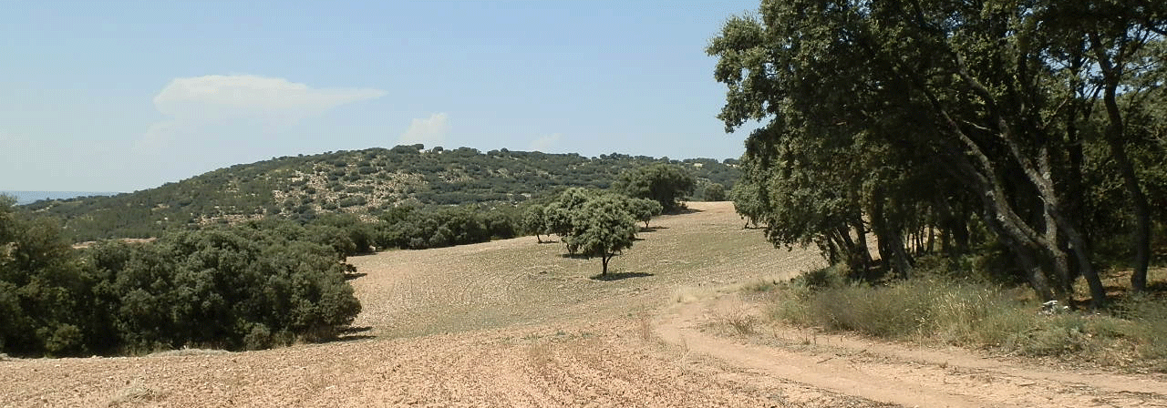 Finca rústica referencia 639