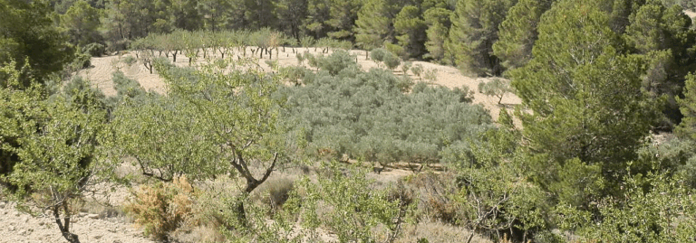 FINCA EN VENTA 60 HAS. OLIVAR-ALMENDROS RECREO EN ALICANTE