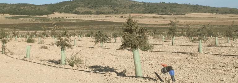 FINCA EN VENTA 22,5 HAS. ENCINAS PARA TRUFA NEGRA EN MURCIA