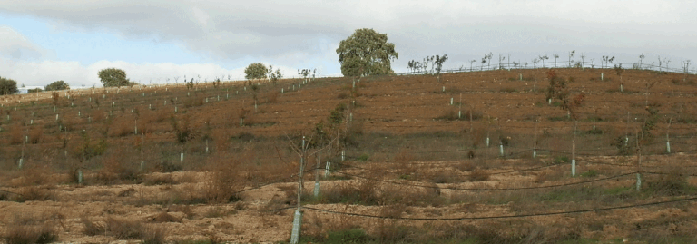 FINCA EN VENTA 5 HAS. PISTACHOS REGADÍO EN TORRIJOS