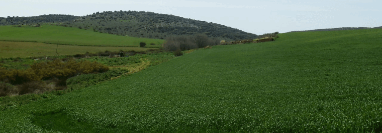FINCA EN VENTA 118 HAS. LABOR SECANO Y REGADÍO EN CIUDAD REAL