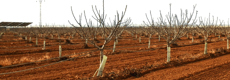 Finca de 7,5 ha de higueras con regadío y secano en Albacete