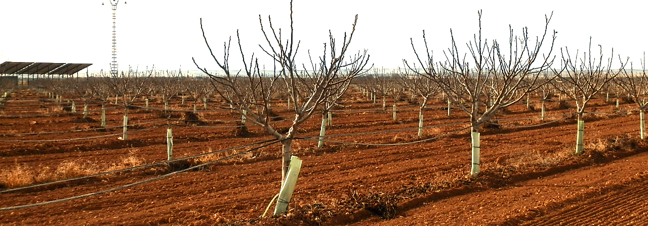 Finca de 7,5 ha de higueras con regadío y secano en Albacete