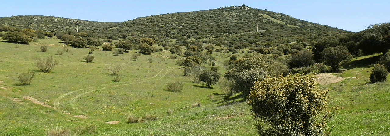 FINCA EN VENTA 30 HAS. RECREO GANADERA EN CIUDAD REAL