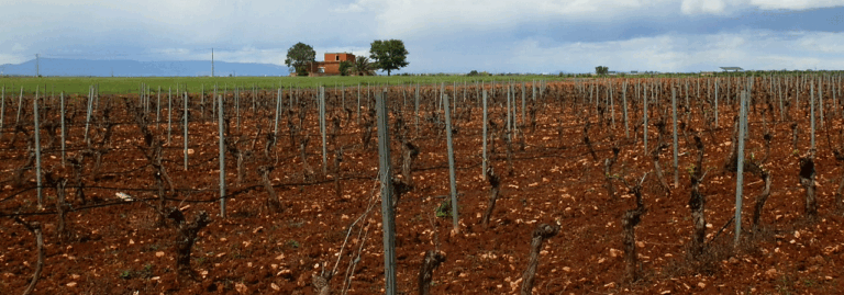 FINCA EN VENTA 5 HAS. VIÑA Y LABOR REGADÍO EN CIUDAD REAL