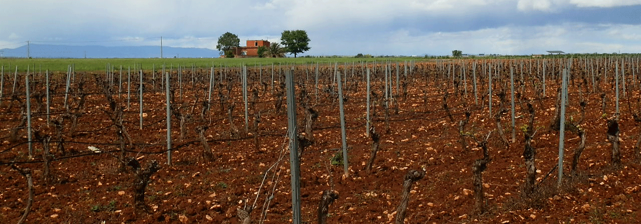 Finca rústica referencia 661