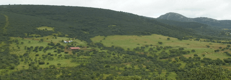 FINCA EN VENTA 590 HAS. GANADERA CAZA MAYOR EN CIUDAD REAL