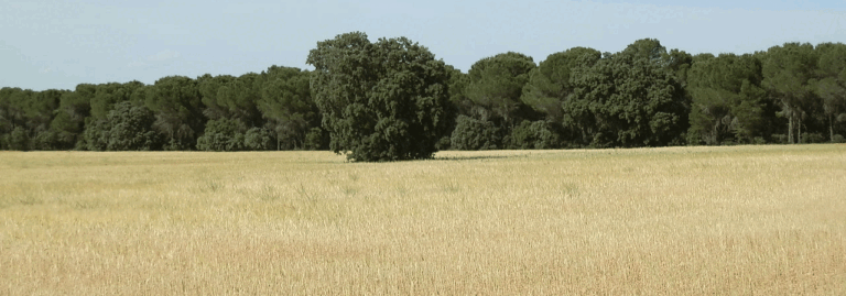 FINCA EN VENTA DE 240 HA CON LABOR Y PINAR JUNTO A POZOAMARGO