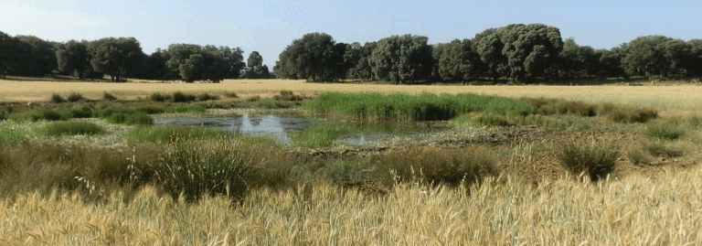 FINCA EN VENTA 475 HAS. LABOR-RIEGO-CAZA MENOR EN ALBACETE