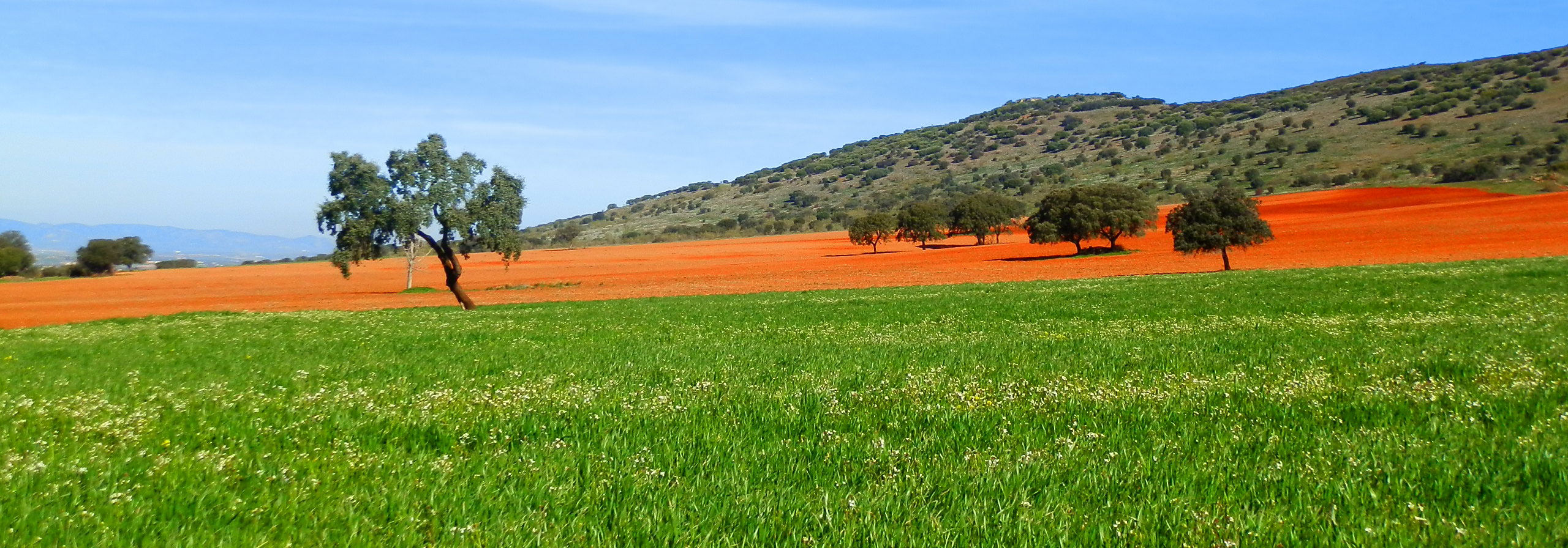 FINCA EN VENTA 255 HAS. LABOR-PASTOS-MONTE EN CIUDAD REAL