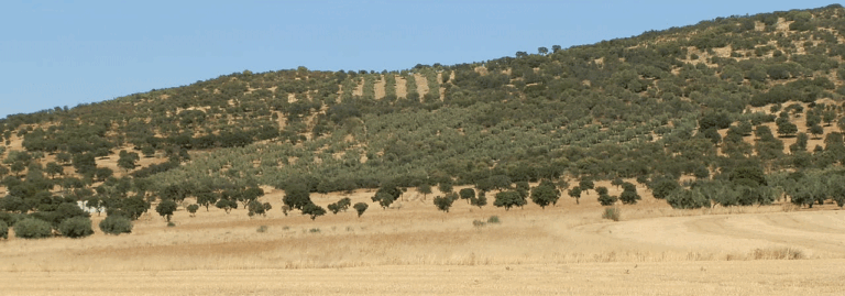 FINCA EN VENTA 100 HAS. OLIVAR SECANO-LABOR Y MONTE EN CIUIDAD REAL