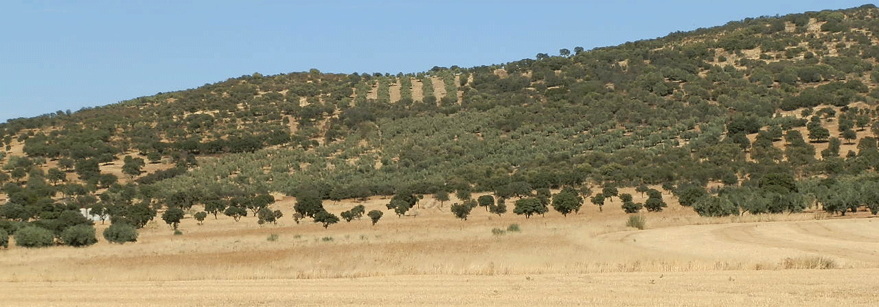 FINCA EN VENTA 100 HAS. OLIVAR SECANO-LABOR Y MONTE EN CIUIDAD REAL