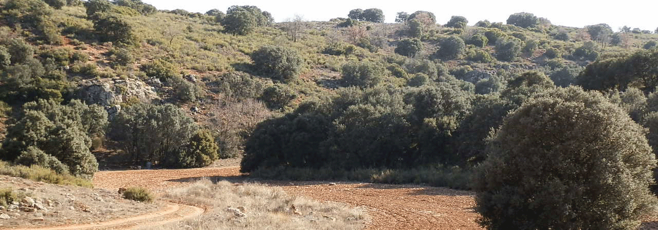 FINCA EN VENTA 281 HAS. CAZA MENOR EN CIUDAD REAL
