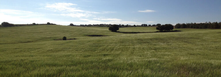 FINCA EN VENTA DE 186 HA CON LABOR, OLIVAR Y CAZA EN CIUDAD REAL