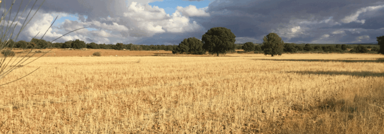 FINCA EN VENTA DE 1.309 HA CON LABOR, MONTE Y CAZA EN ALBACETE