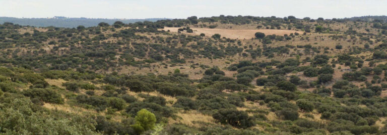 FINCA EN VENTA 335 HAS. CAZA MENOR EN BELMONTE (CUENCA)