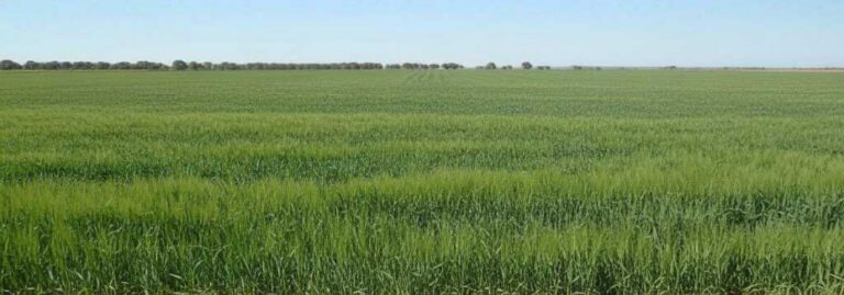 Finca Rústica de 106 Has en Quintanar de la Orden (Toledo) – Labor, Caza y Recreo