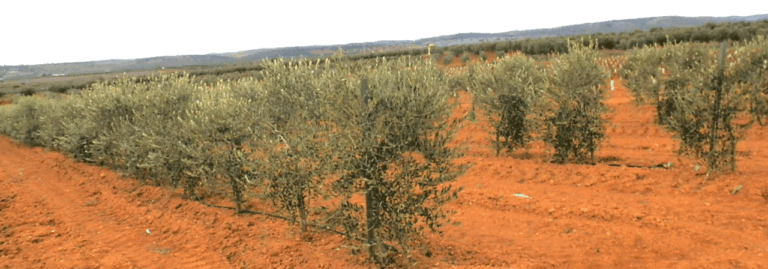 FINCA EN VENTA 27,5 HAS. OLIVAR REGADÍO EN VALDEPEÑAS