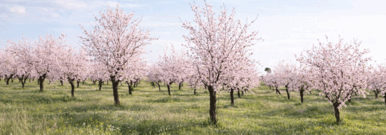 FINCA EN VENTA 73 HAS. ALMENDROS VIÑA EN SONSECA